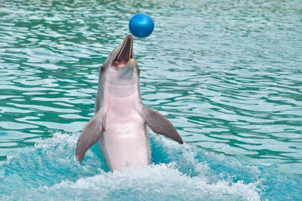 A dolphin swimming backwards with a ball on its nose from Clearwater Marine Aquarium