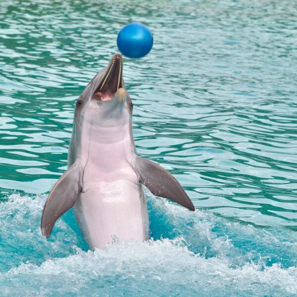 A dolphin swimming backwards with a ball on its nose from Clearwater Marine Aquarium