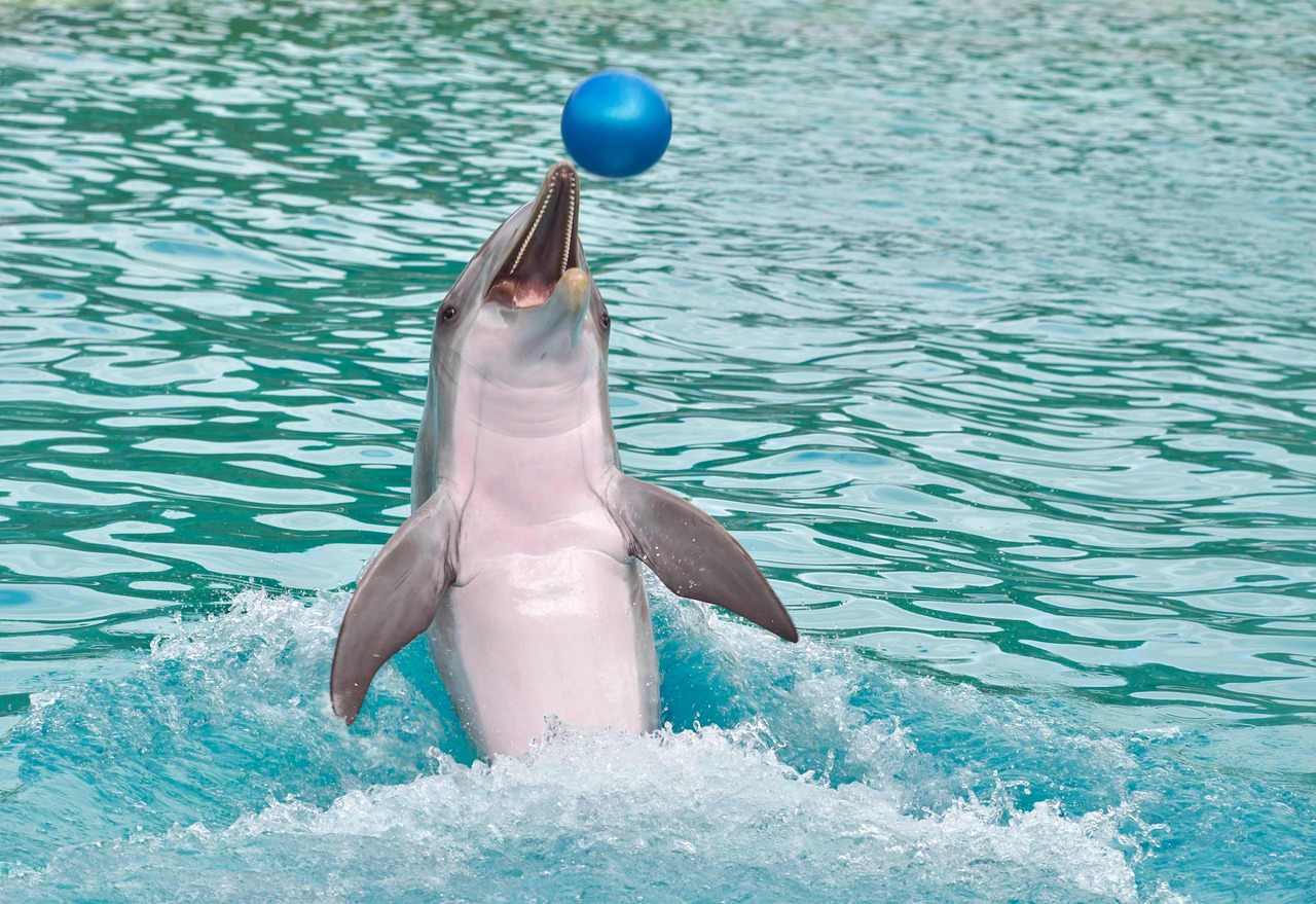A dolphin swimming backwards with a ball on its nose from Clearwater Marine Aquarium