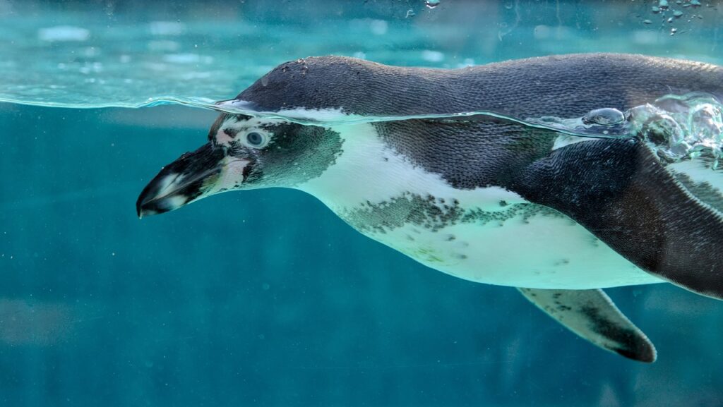 A penguin swimming in blue water. 