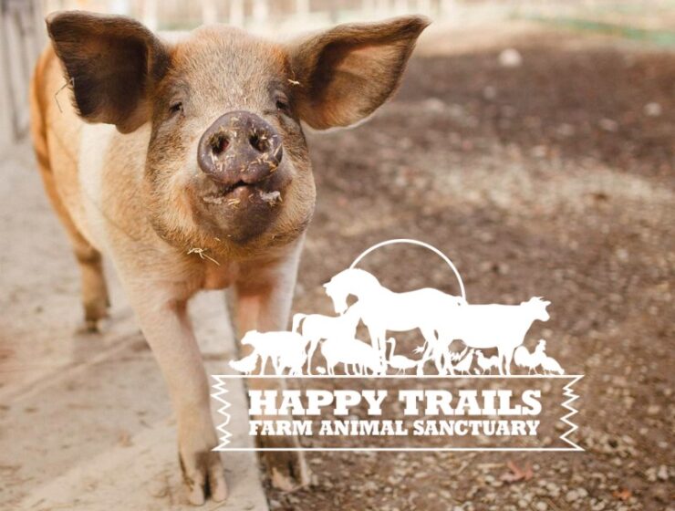 A pig with floppy ears looking into the camera behind a logo.