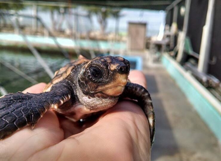 A baby sea turtle being held and looking into the camera.