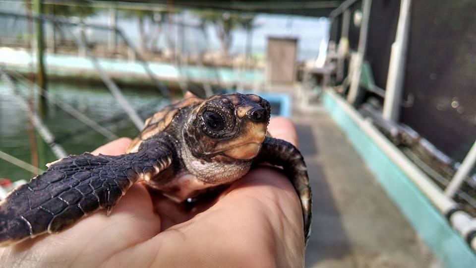 A baby sea turtle being held and looking into the camera.