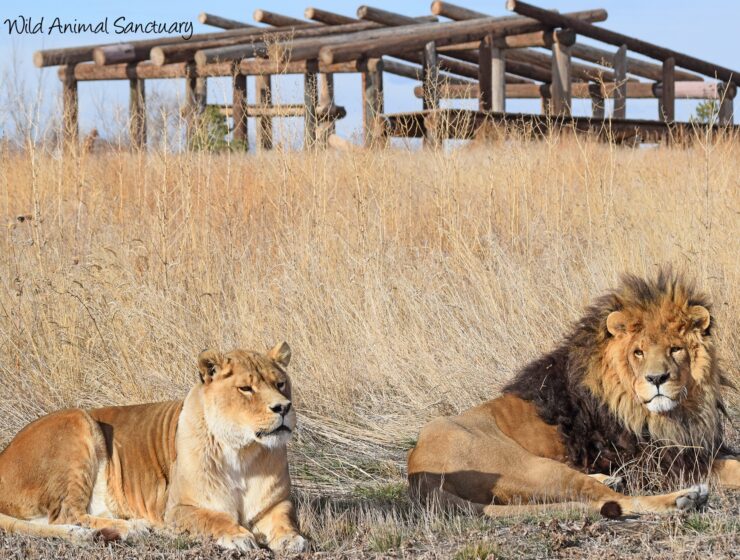 Two adults lions laying in tan colored grass in Colorado.