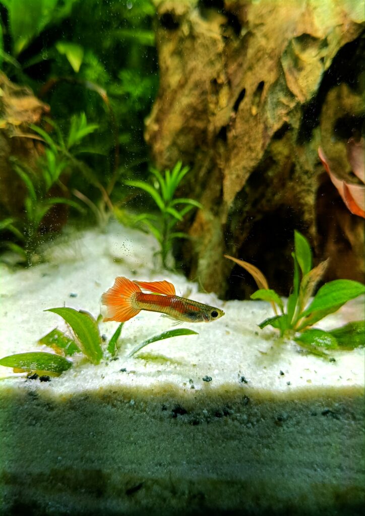 A small fish swimming above sand in a tank of water with green plants and a brown rocks.