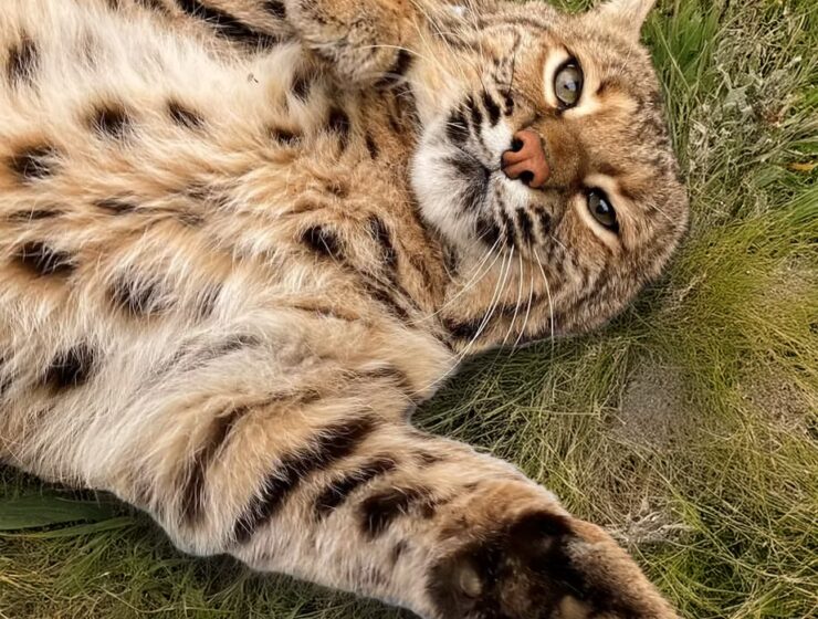 A brown bobcat laying on his back and looking up into the camera.