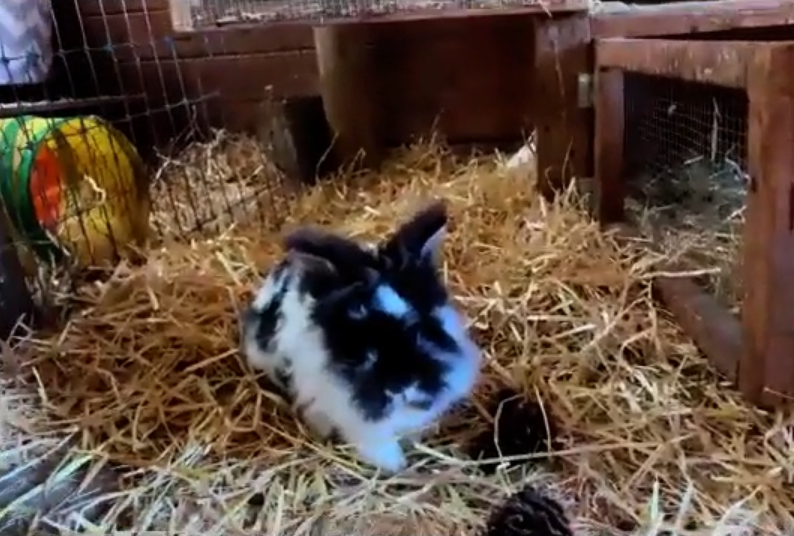 A photo of small black and white fluffy rabbit in a hay pen.