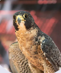 A falcon from the Raptor Center. 
