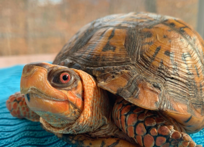 Students met this small turtle who is looking into the camera during a K12 Virtual Field Trip.