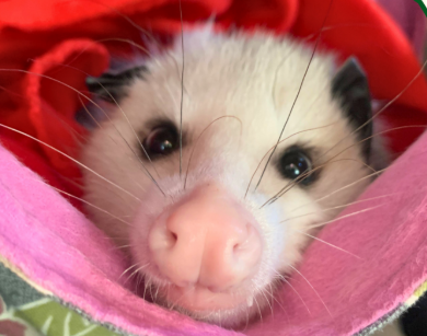 Students met this opossum who is looking into the camera during a K12 Virtual Field Trip.
